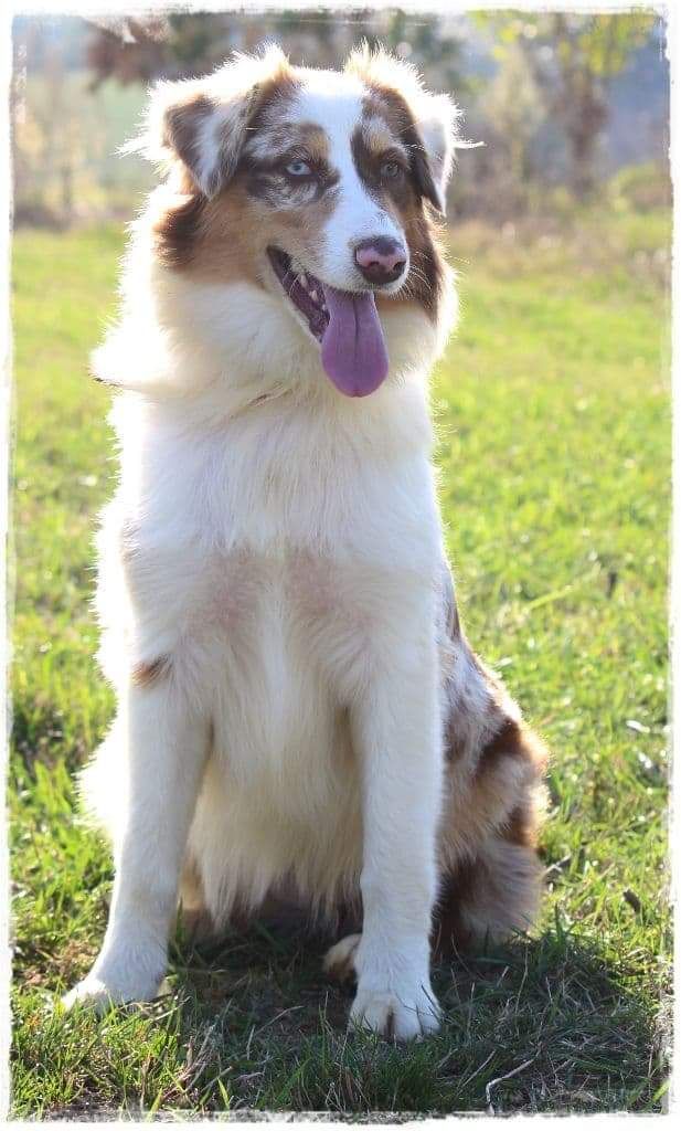Pacifique prada Des Gardiens D'Alzou