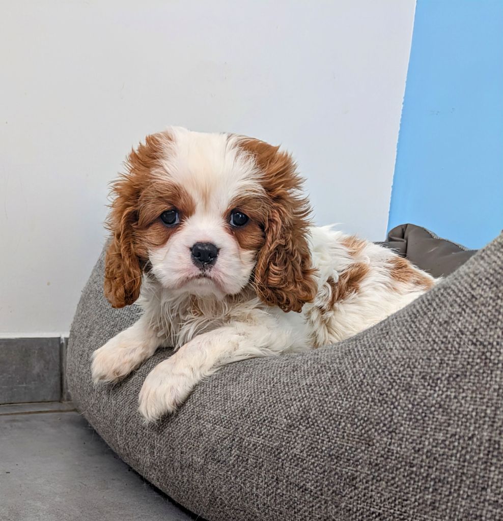 des Terres d'Aidella - Chiots disponibles - Cavalier King Charles Spaniel