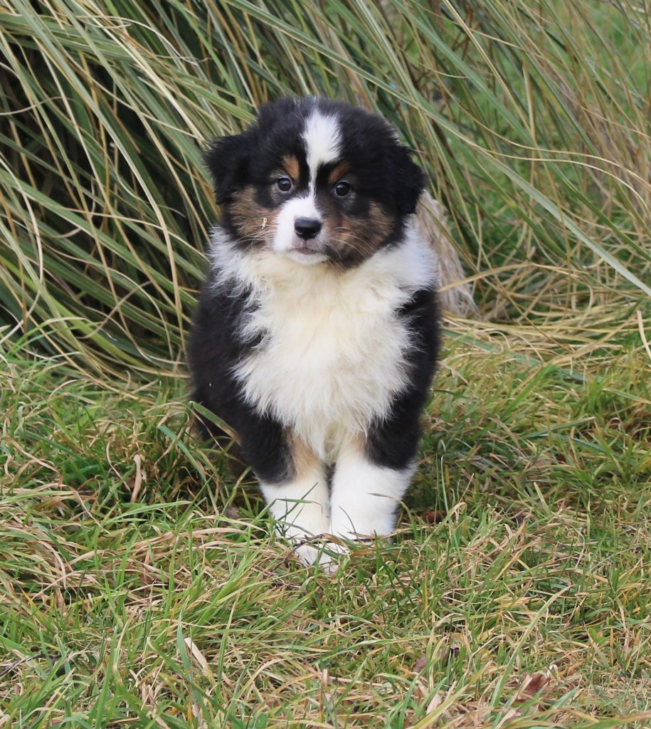 des Terres d'Aidella - Chiots disponibles - Berger Australien