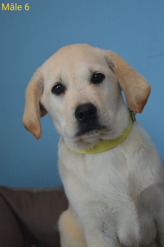 des Terres d'Aidella - Chiots disponibles - Labrador Retriever