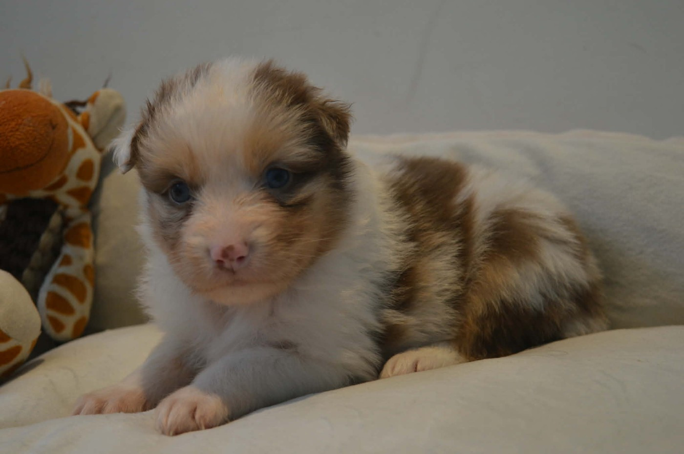 des Terres d'Aidella - Chiots disponibles - Berger Australien