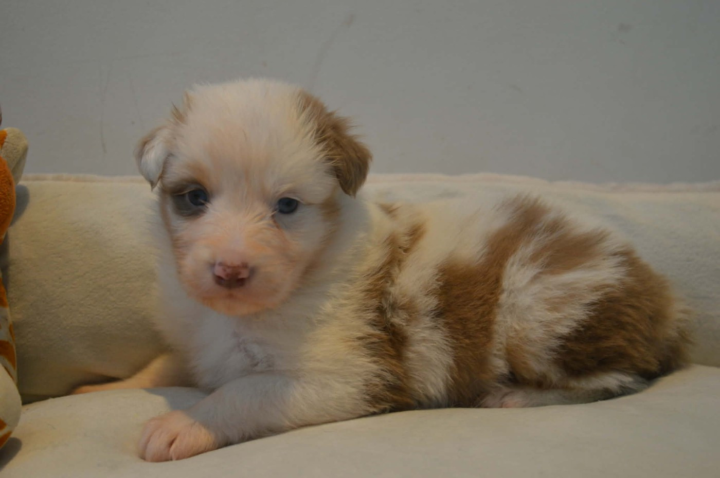 des Terres d'Aidella - Chiots disponibles - Berger Australien