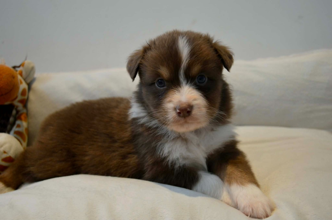 des Terres d'Aidella - Chiots disponibles - Berger Australien