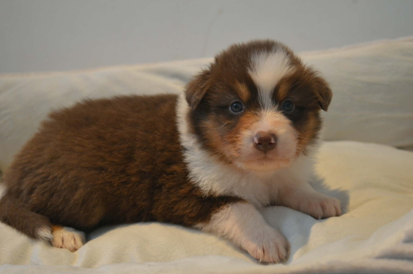 des Terres d'Aidella - Chiots disponibles - Berger Australien