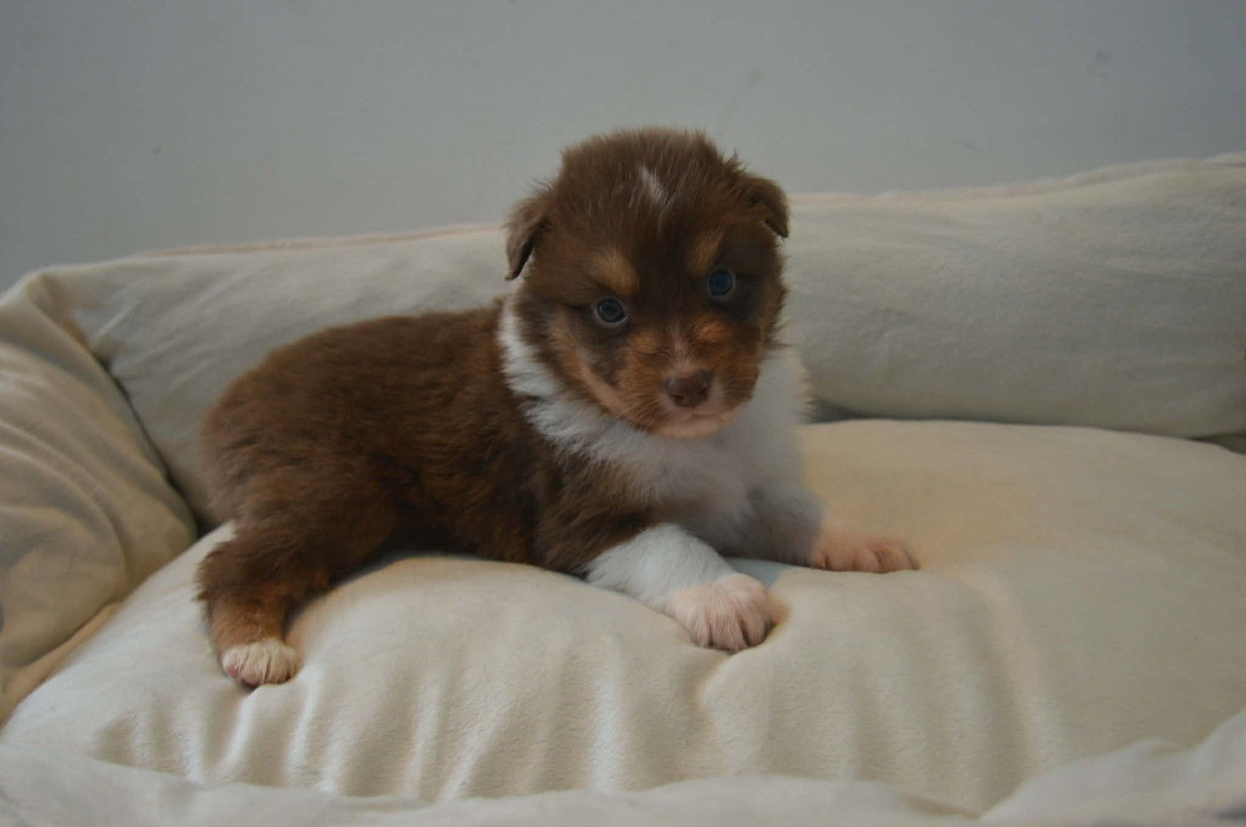 des Terres d'Aidella - Chiots disponibles - Berger Australien