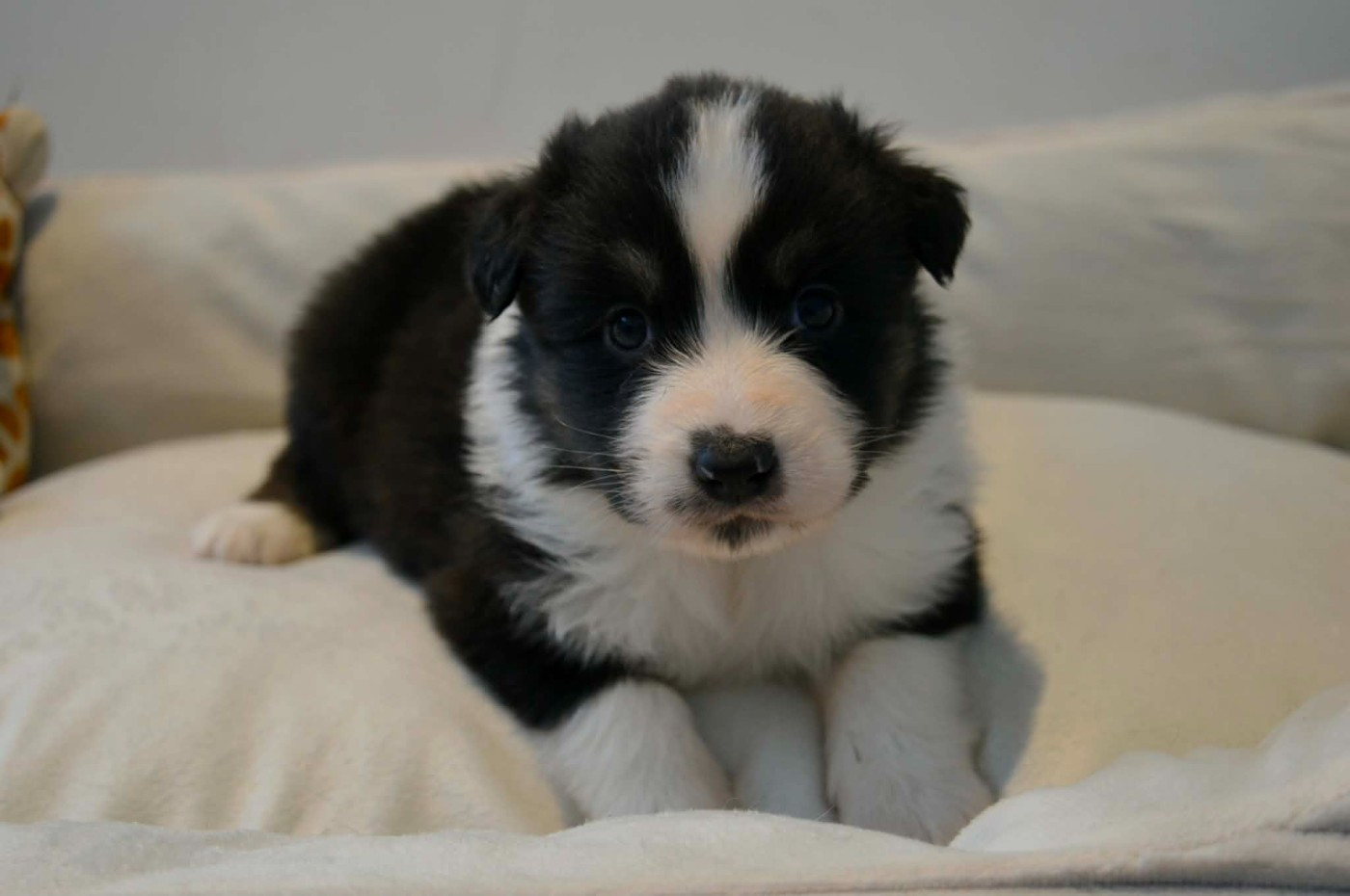 des Terres d'Aidella - Chiots disponibles - Berger Australien