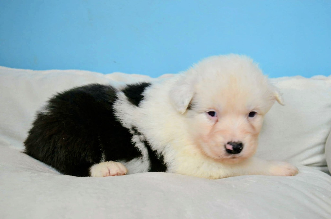 des Terres d'Aidella - Chiots disponibles - Berger Australien