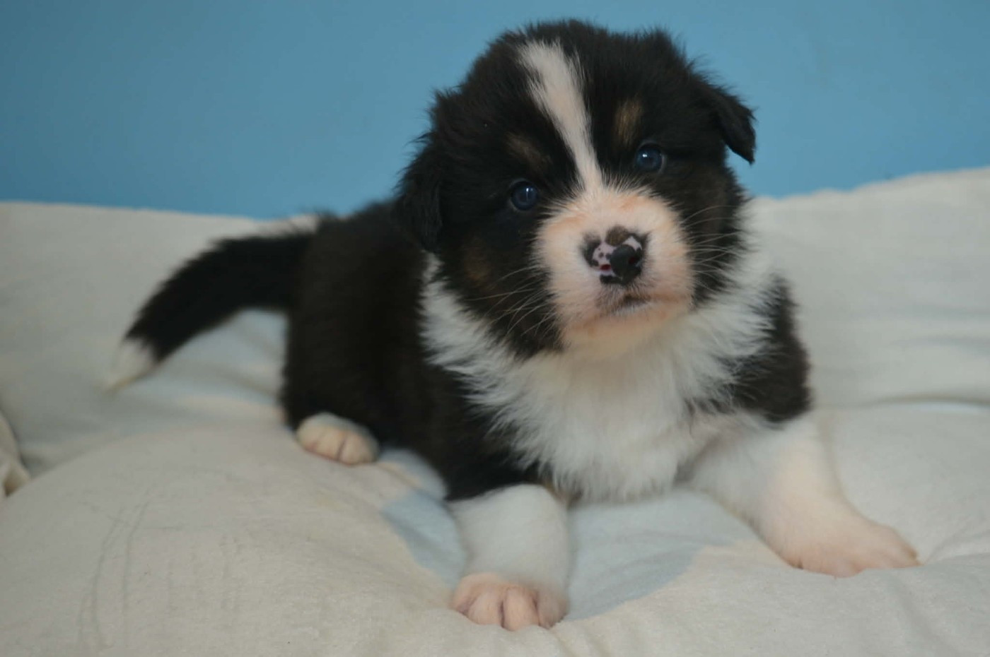 des Terres d'Aidella - Chiots disponibles - Berger Australien