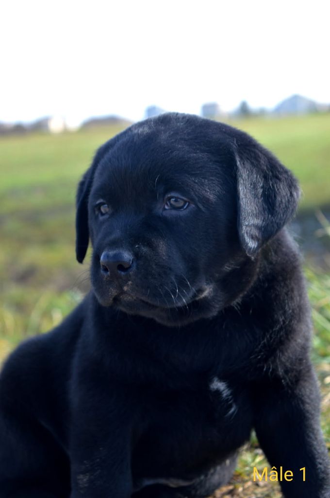 des Terres d'Aidella - Chiots disponibles - Labrador Retriever