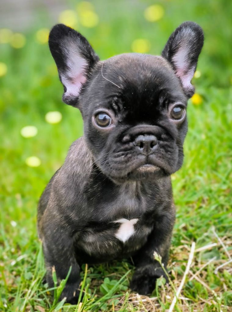 des Terres d'Aidella - Chiots disponibles - Bouledogue français
