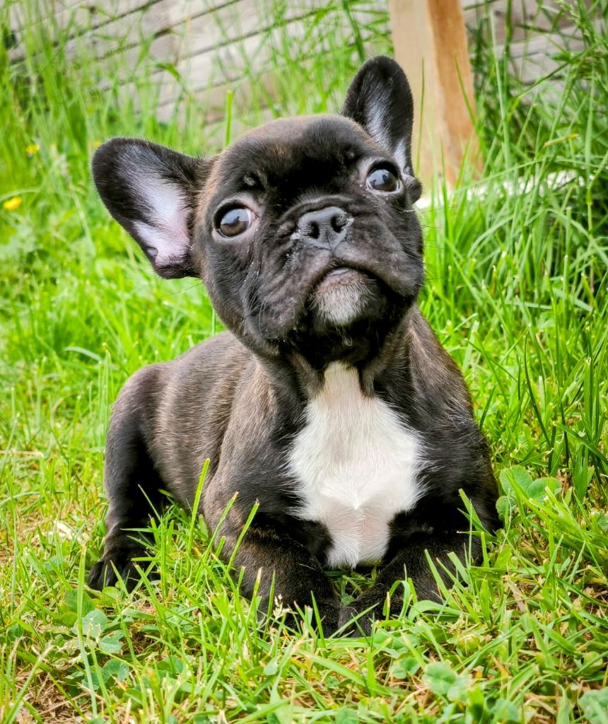des Terres d'Aidella - Chiots disponibles - Bouledogue français