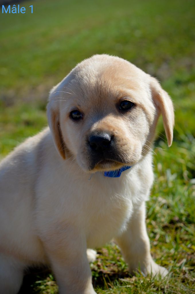 des Terres d'Aidella - Chiots disponibles - Labrador Retriever