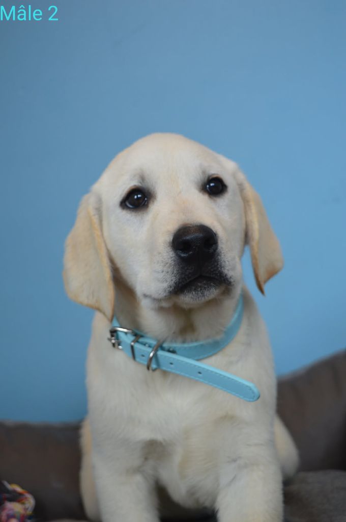 des Terres d'Aidella - Chiots disponibles - Labrador Retriever