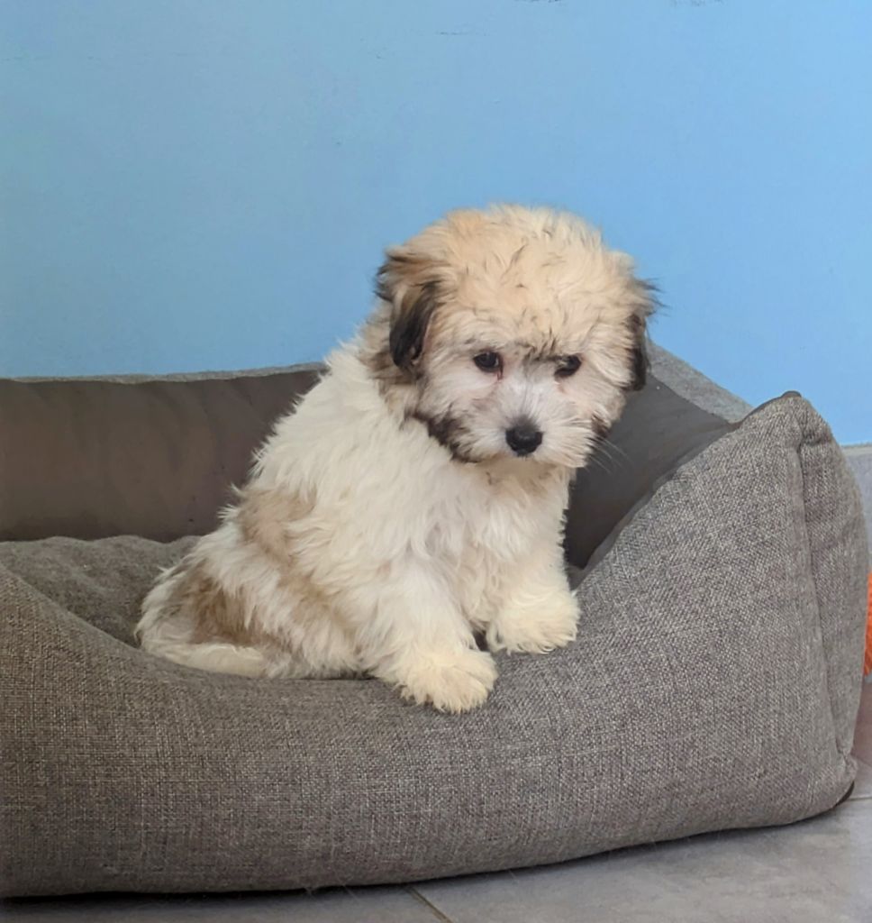 des Terres d'Aidella - Chiots disponibles - Coton de Tulear