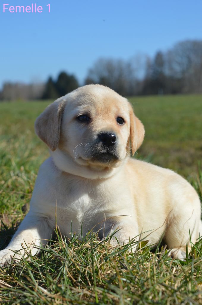 des Terres d'Aidella - Chiots disponibles - Labrador Retriever