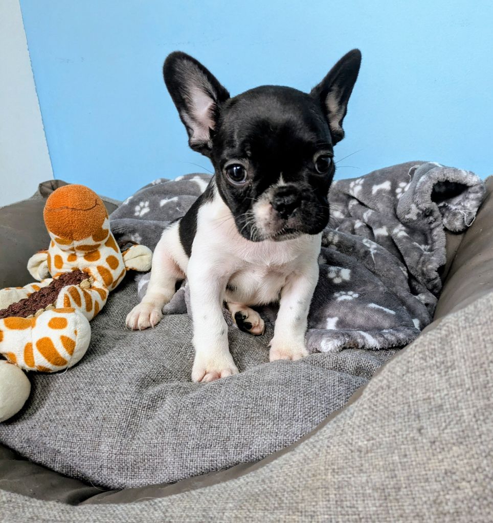 des Terres d'Aidella - Chiots disponibles - Bouledogue français