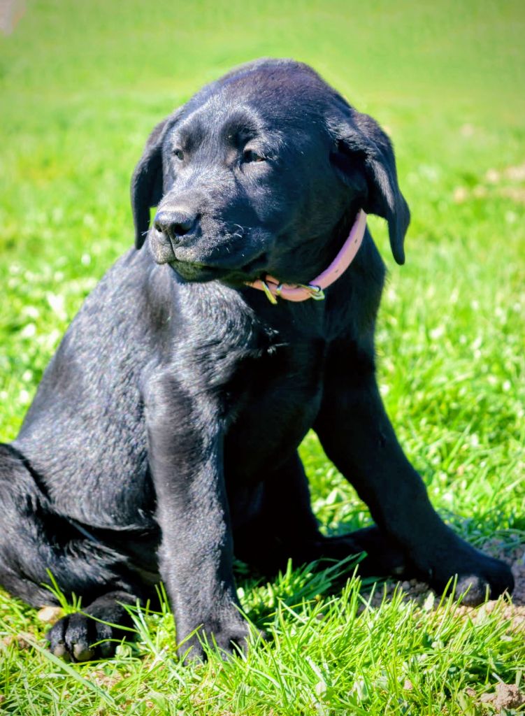 des Terres d'Aidella - Chiots disponibles - Labrador Retriever