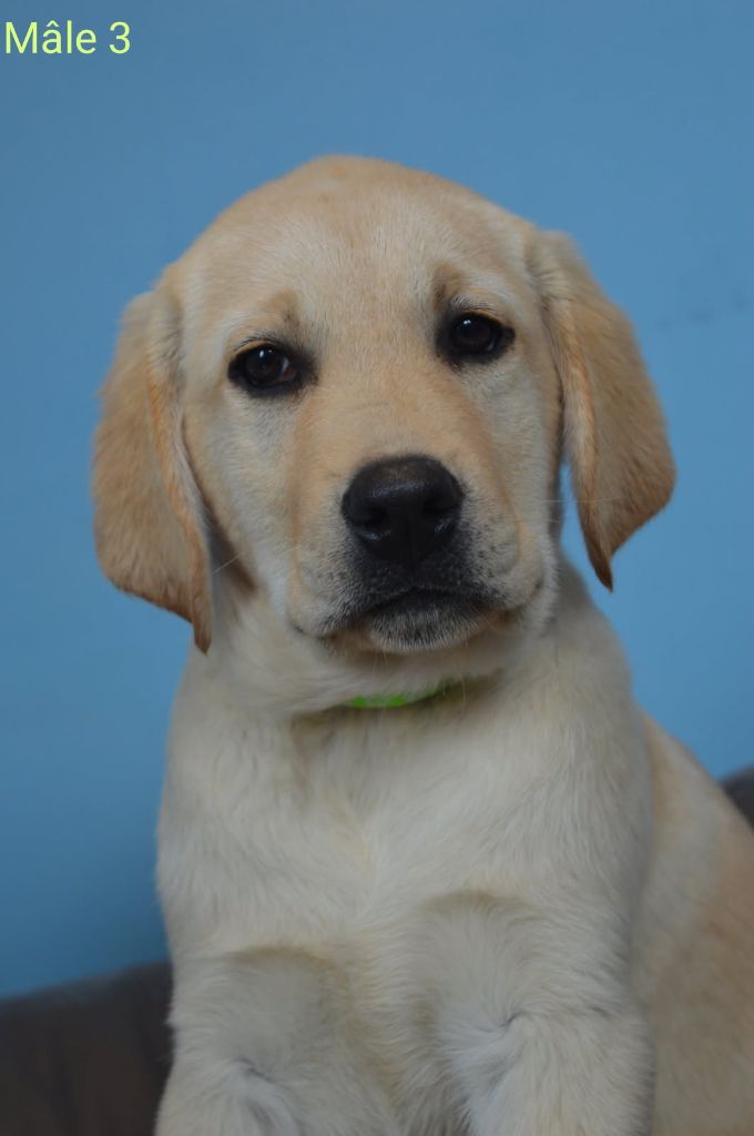 des Terres d'Aidella - Chiots disponibles - Labrador Retriever