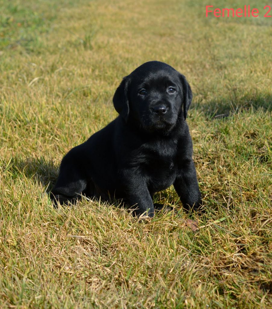 des Terres d'Aidella - Chiots disponibles - Labrador Retriever