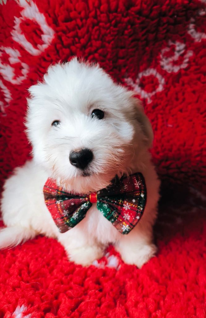 des Terres d'Aidella - Chiots disponibles - Coton de Tulear