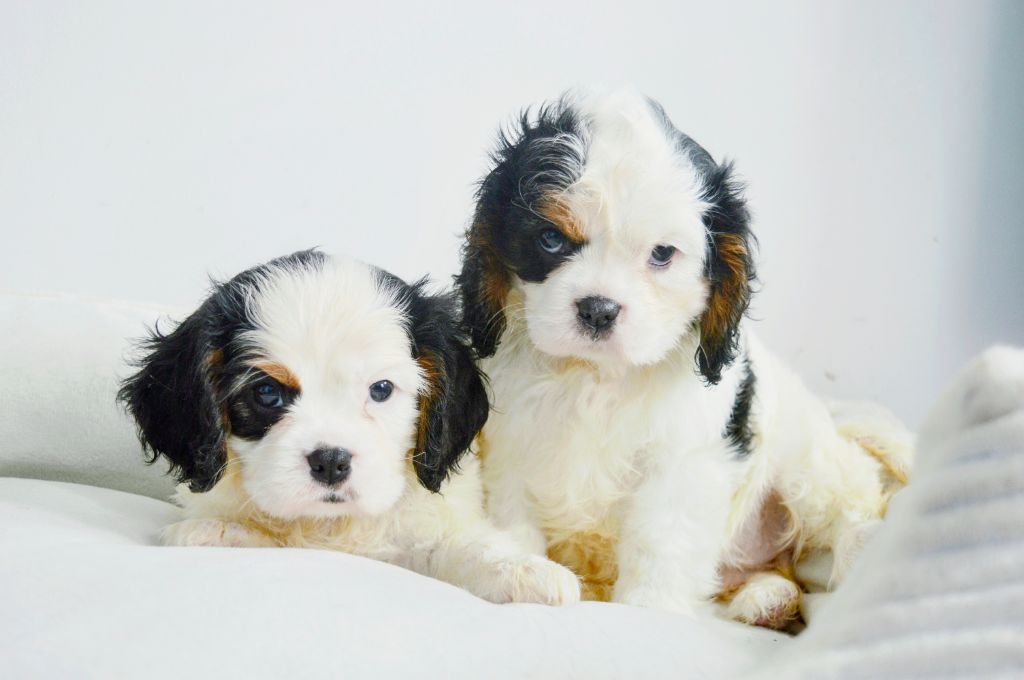 des Terres d'Aidella - Chiots disponibles - Cavalier King Charles Spaniel