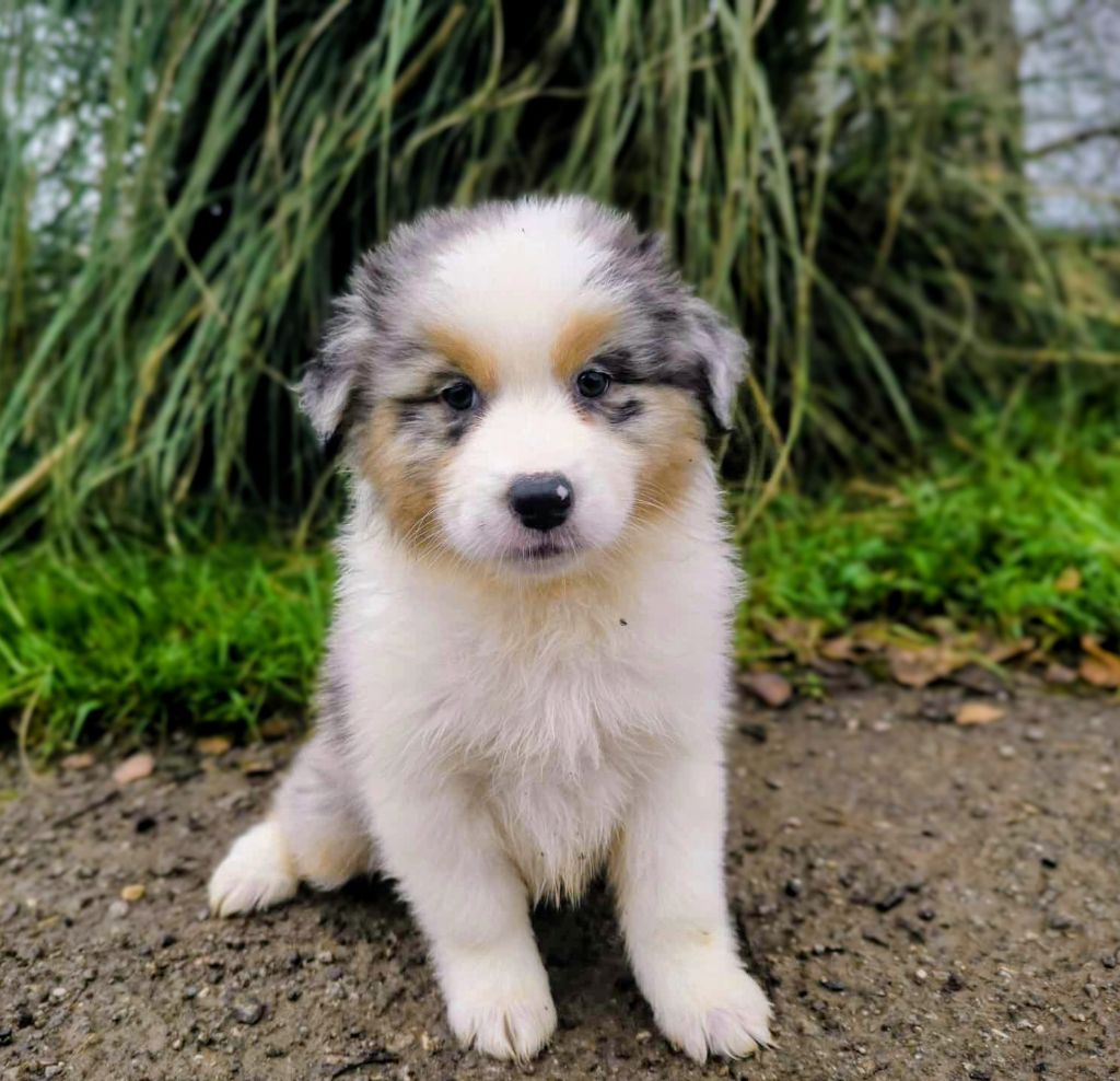 des Terres d'Aidella - Chiots disponibles - Berger Australien