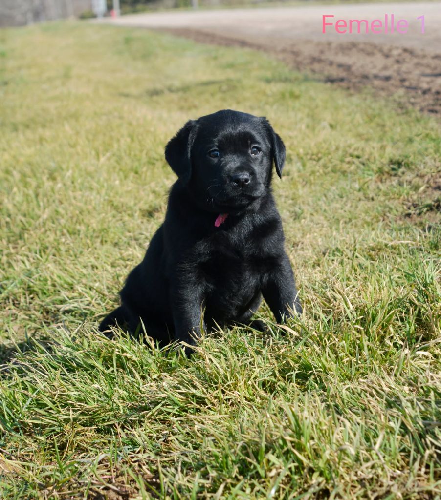 des Terres d'Aidella - Chiots disponibles - Labrador Retriever