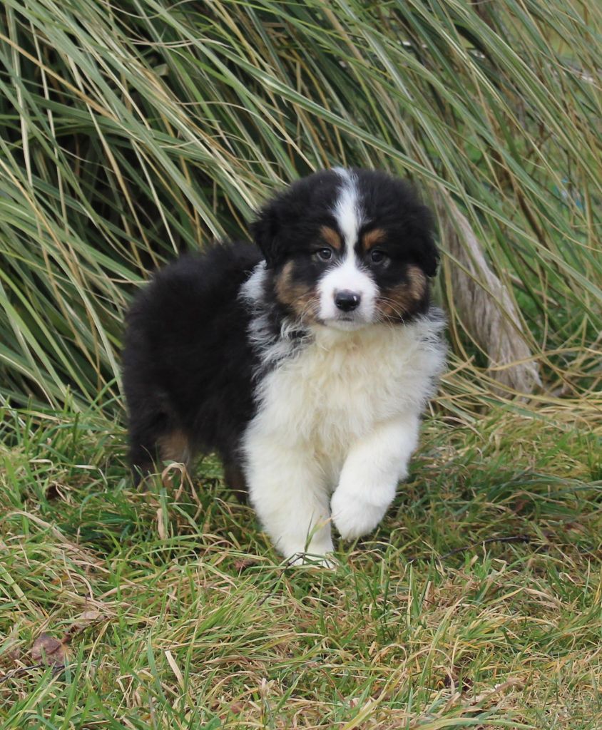 des Terres d'Aidella - Chiots disponibles - Berger Australien