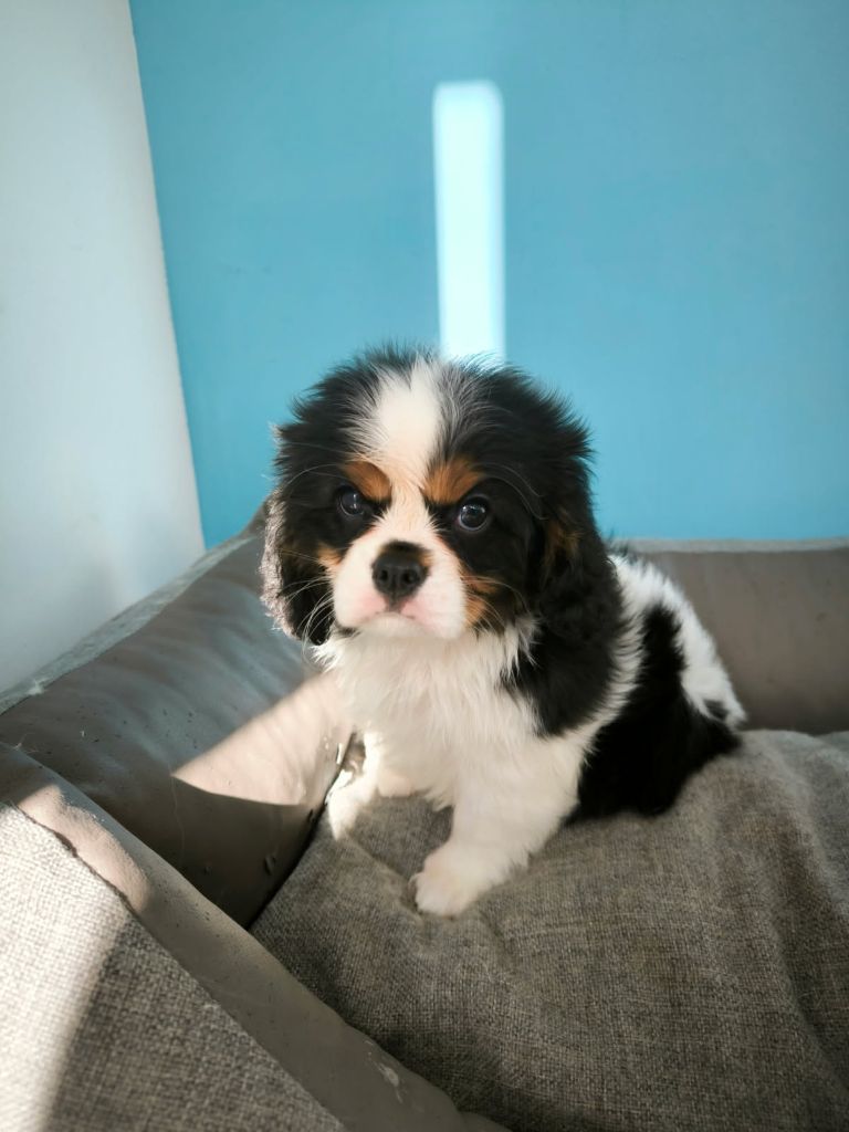 des Terres d'Aidella - Chiots disponibles - Cavalier King Charles Spaniel