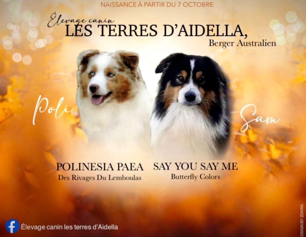 Chiot Berger Australien des Terres d'Aidella