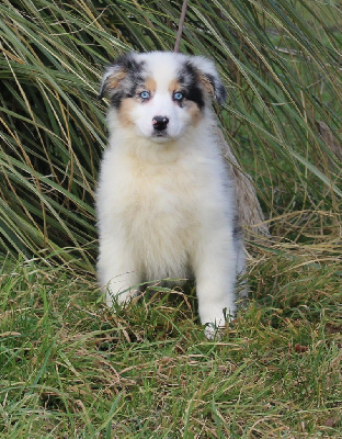 CHIOT 9