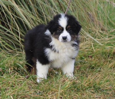 CHIOT 3