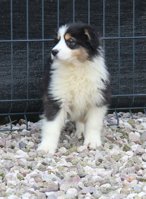 CHIOT 5