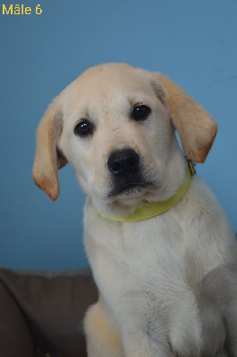 CHIOT 3