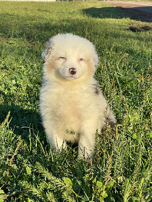 CHIOT 8