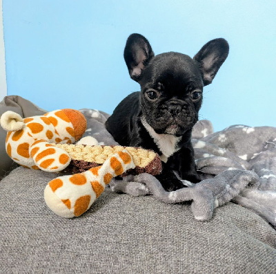 CHIOT 4