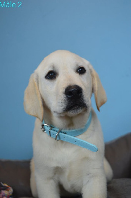 CHIOT 2