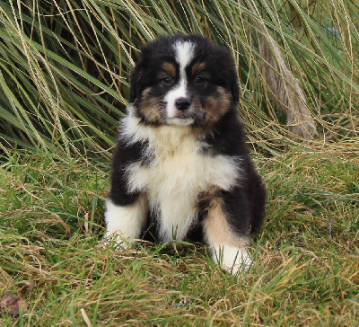 CHIOT 1