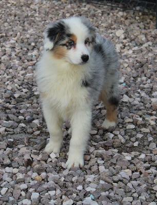 CHIOT 2