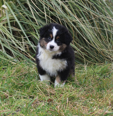 CHIOT 6