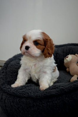CHIOT 2