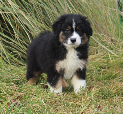 CHIOT 2