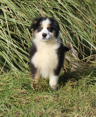 CHIOT 10