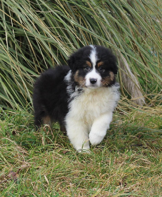 CHIOT 4