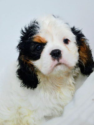 CHIOT 3