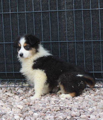 CHIOT 4