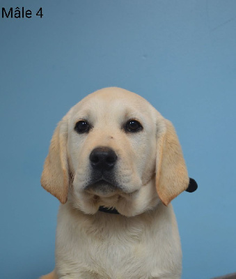 CHIOT 4