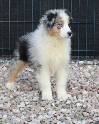 CHIOT 1