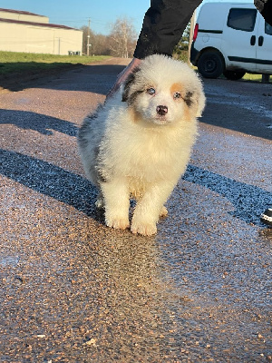 CHIOT 7