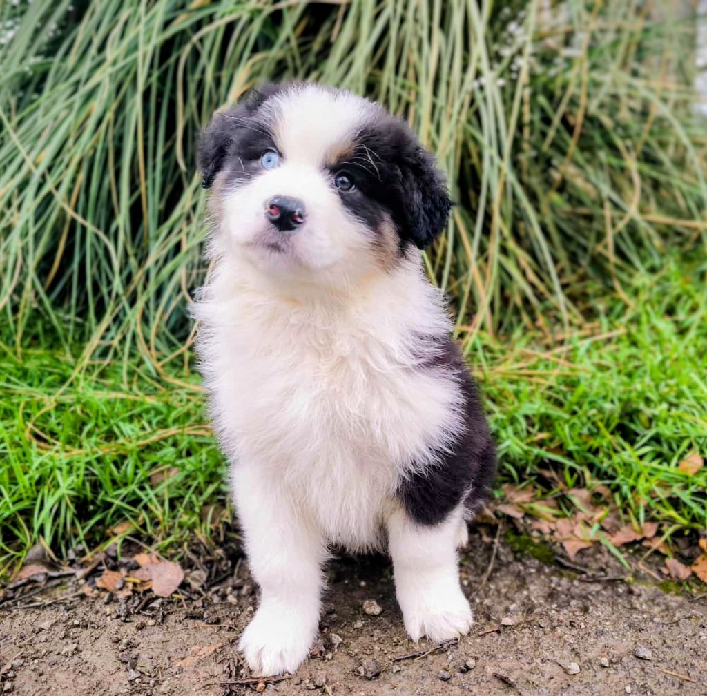 des Terres d'Aidella - Chiots disponibles - Berger Australien